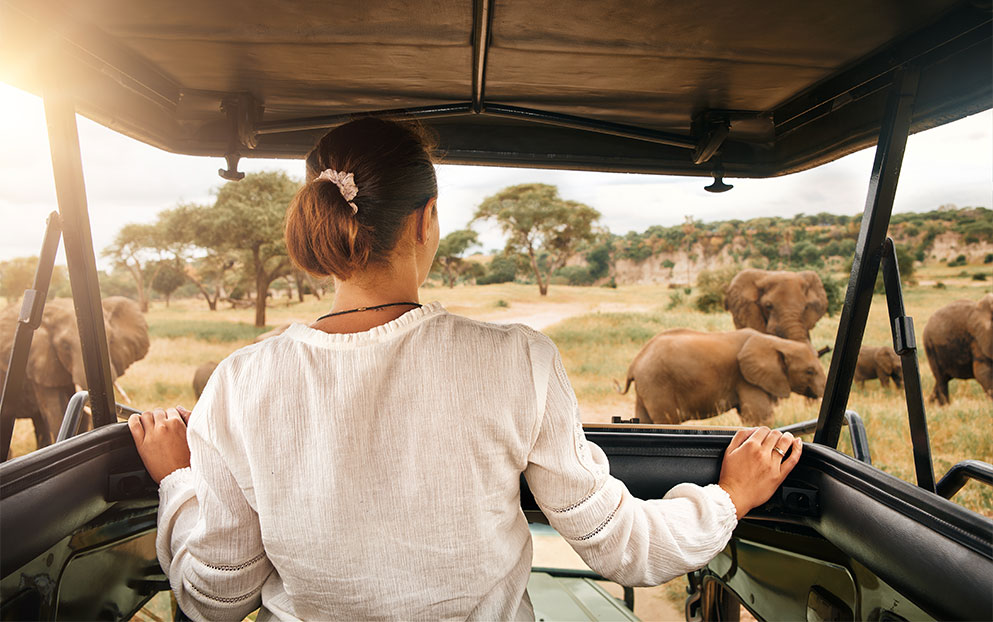 Mulher em um carro observando elefantes